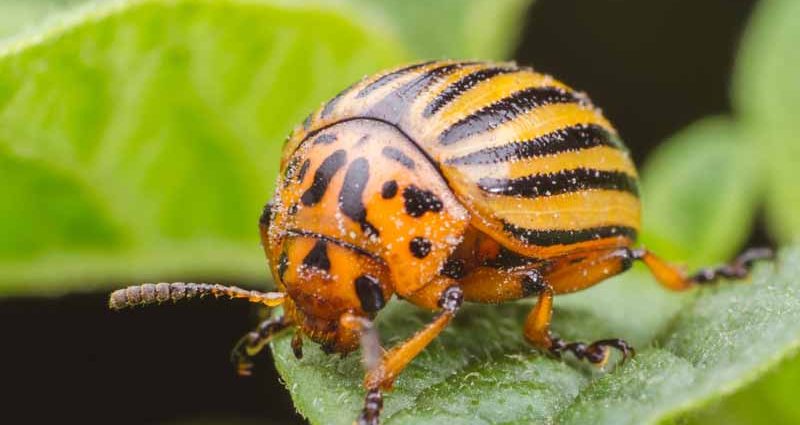 On the spot &#8211; a remedy for the Colorado potato beetle instruction 