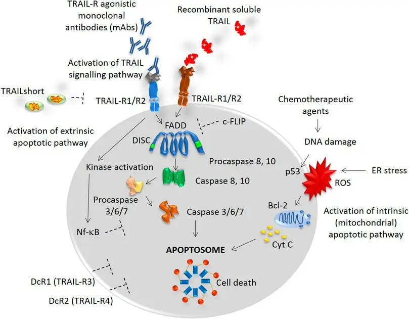 On the trail of cancer