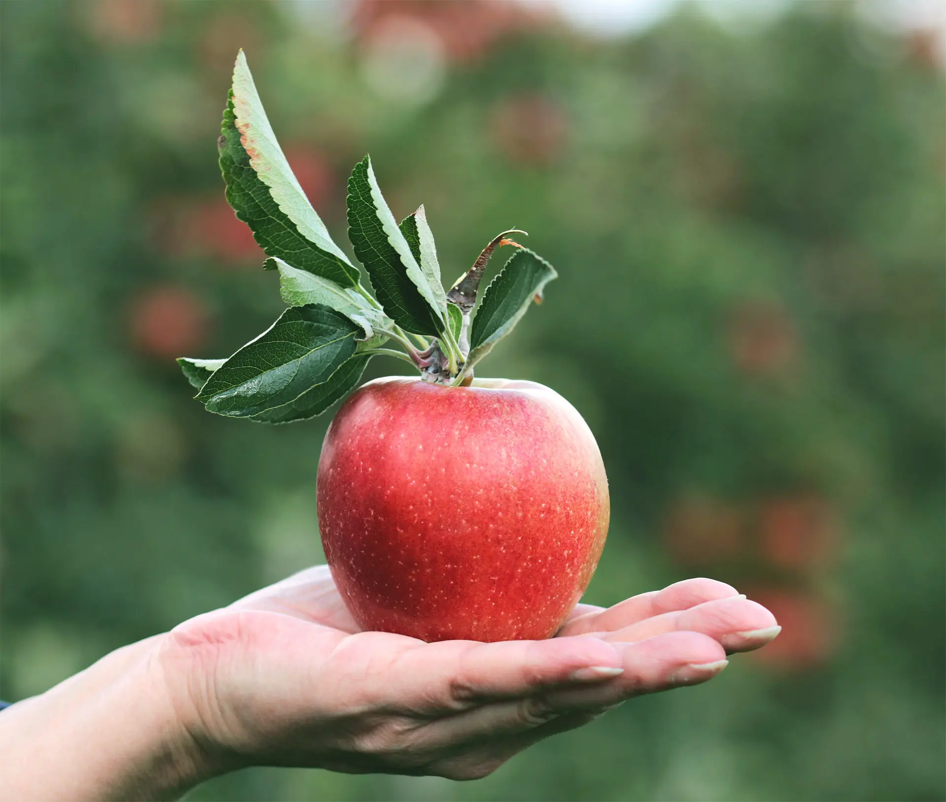 One apple contains 100 million bacteria. And it is impossible to wash them off