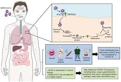 One person may have several variants of SARS-CoV-2 in different organs