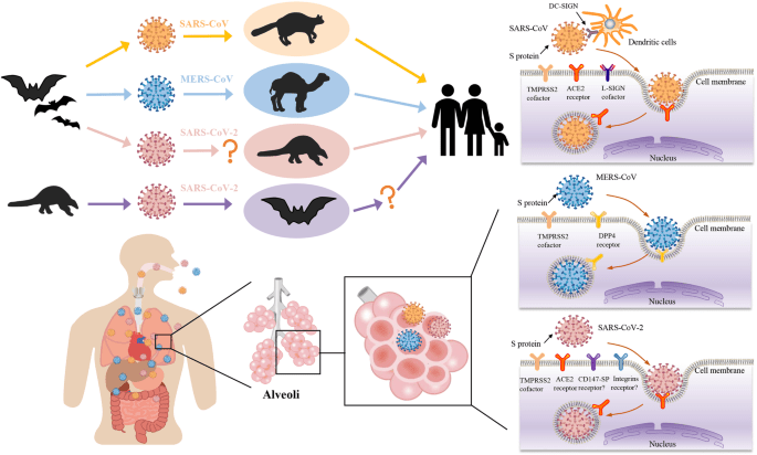 One vaccine for COVID-19, SARS and MERS