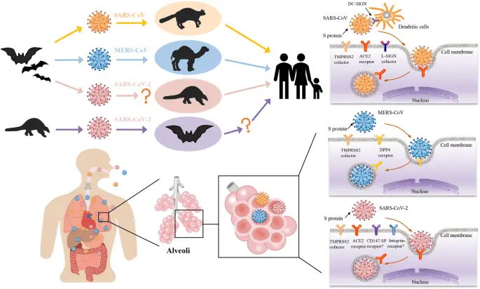 One vaccine for COVID-19, SARS and MERS