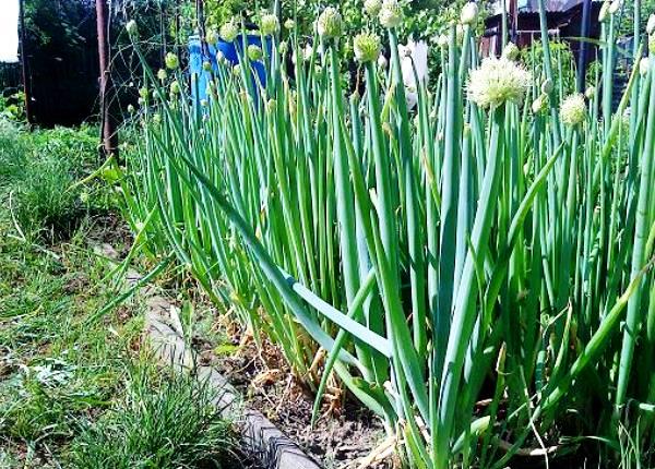 Onion batun: cultivation, planting and care