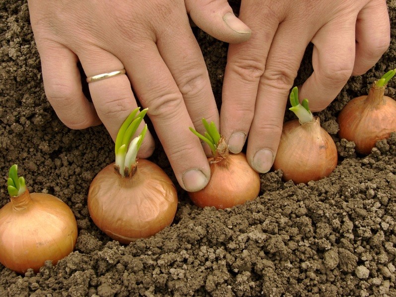 Onion care in the open field: all stages from planting to harvest