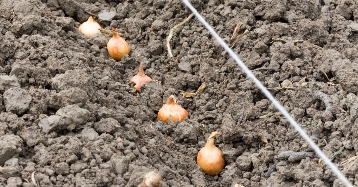 Onion care in the open field: all stages from planting to harvest