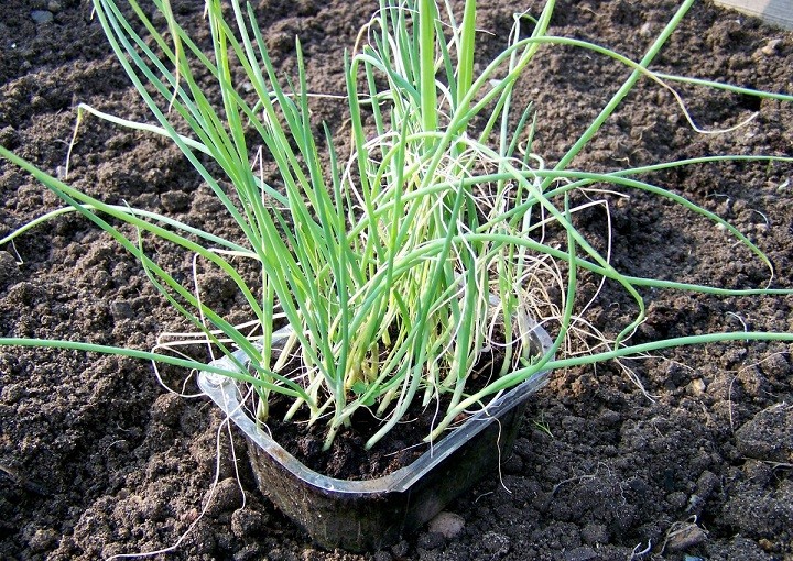 Onion care in the open field: all stages from planting to harvest