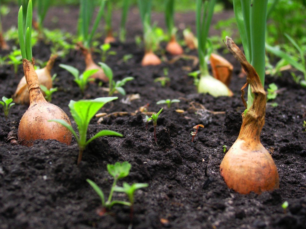 Onion care in the open field: all stages from planting to harvest