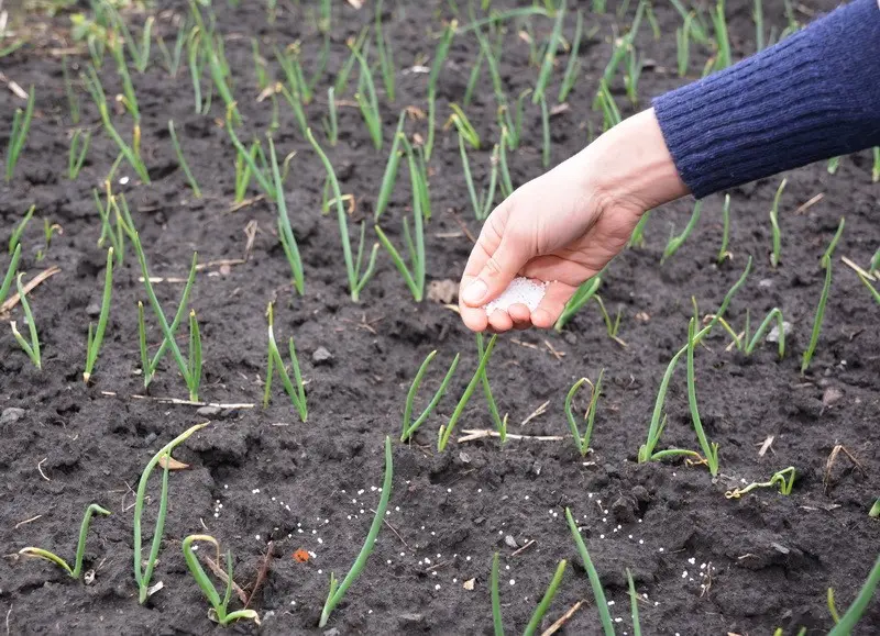 Onion care in the open field: all stages from planting to harvest