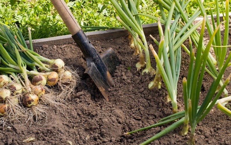 Onion care in the open field: all stages from planting to harvest