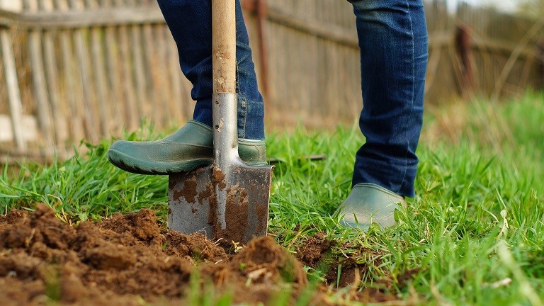 Onion care in the open field: all stages from planting to harvest