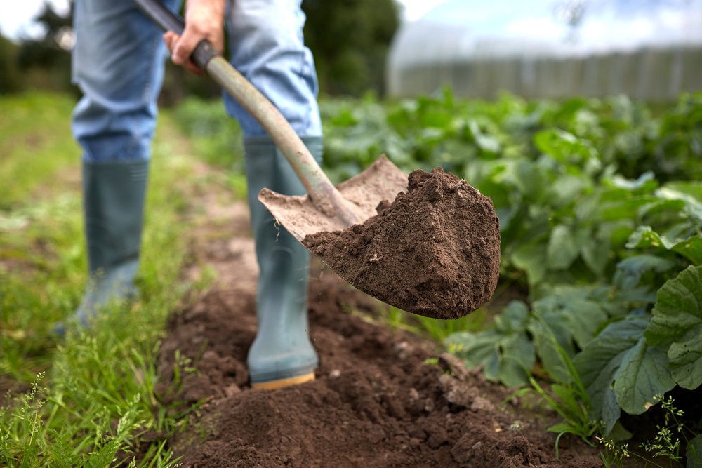 Onion care in the open field: all stages from planting to harvest