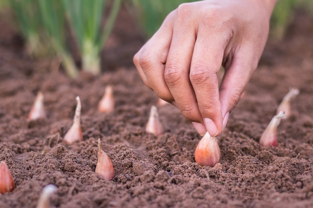 Onion care in the open field: all stages from planting to harvest