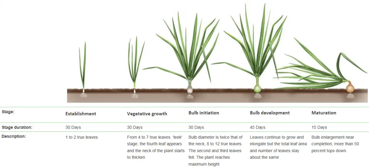 Onion care in the open field: all stages from planting to harvest