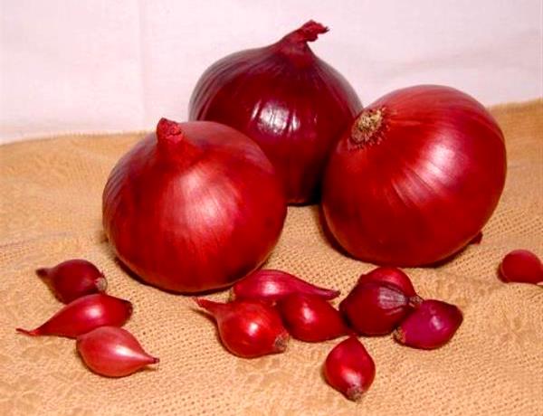 Onion Carmen - the most useful vegetable from the garden