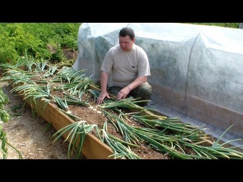 Onion Carmen - the most useful vegetable from the garden