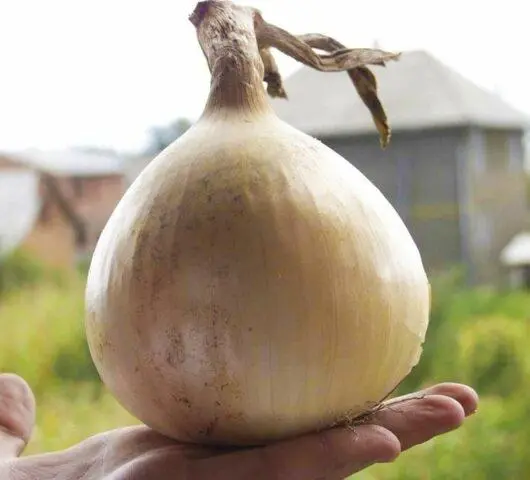 Onion Exhibition: how to grow, whether it is possible to sow before winter, variety description, photo, reviews