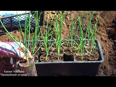 Onion Exhibition: how to grow, whether it is possible to sow before winter, variety description, photo, reviews