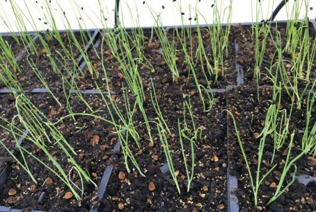 Onion Exhibition: how to grow, whether it is possible to sow before winter, variety description, photo, reviews