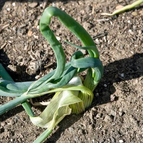 Onion Exhibition: how to grow, whether it is possible to sow before winter, variety description, photo, reviews