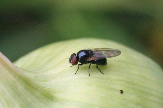 Onion fly: how to deal with folk remedies, processing before planting