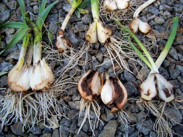 Onion fly: how to deal with folk remedies, processing before planting