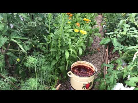 Onion peel for cucumbers: use in the garden and in the greenhouse