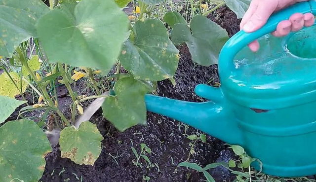 Onion peel for cucumbers: use in the garden and in the greenhouse