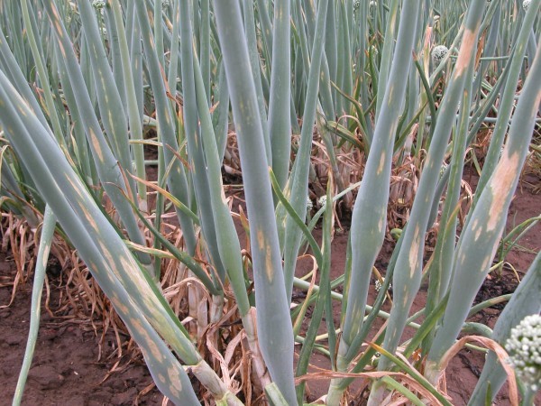 Onion pests and their control: useful tips for crop treatment