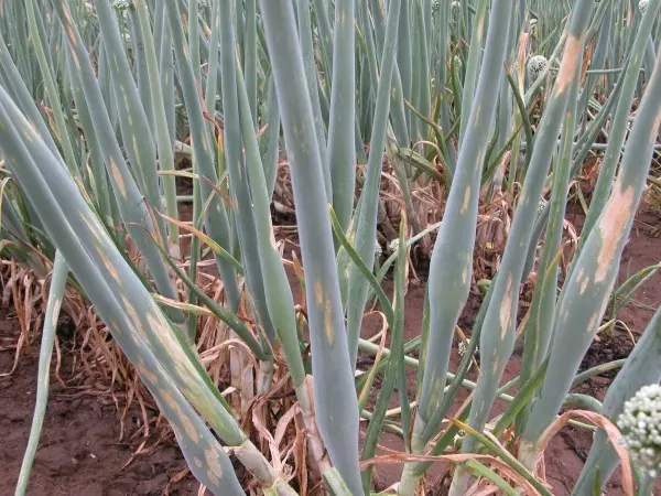 Onion pests and their control: useful tips for crop treatment