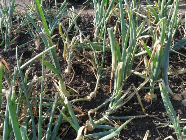 Onion pests and their control: useful tips for crop treatment