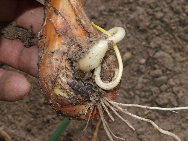 Onion pests and their control: useful tips for crop treatment