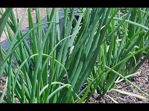 Onion pests and their control: useful tips for crop treatment