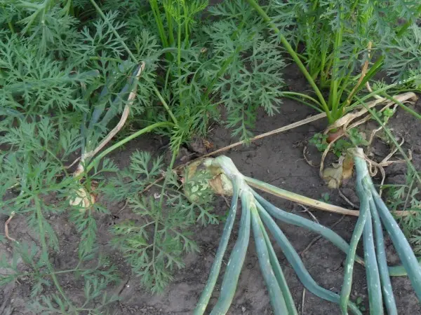 Onion pests and their control: useful tips for crop treatment