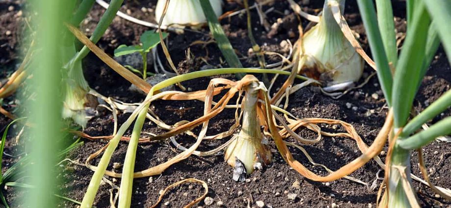 Onion pests and their control: useful tips for crop treatment