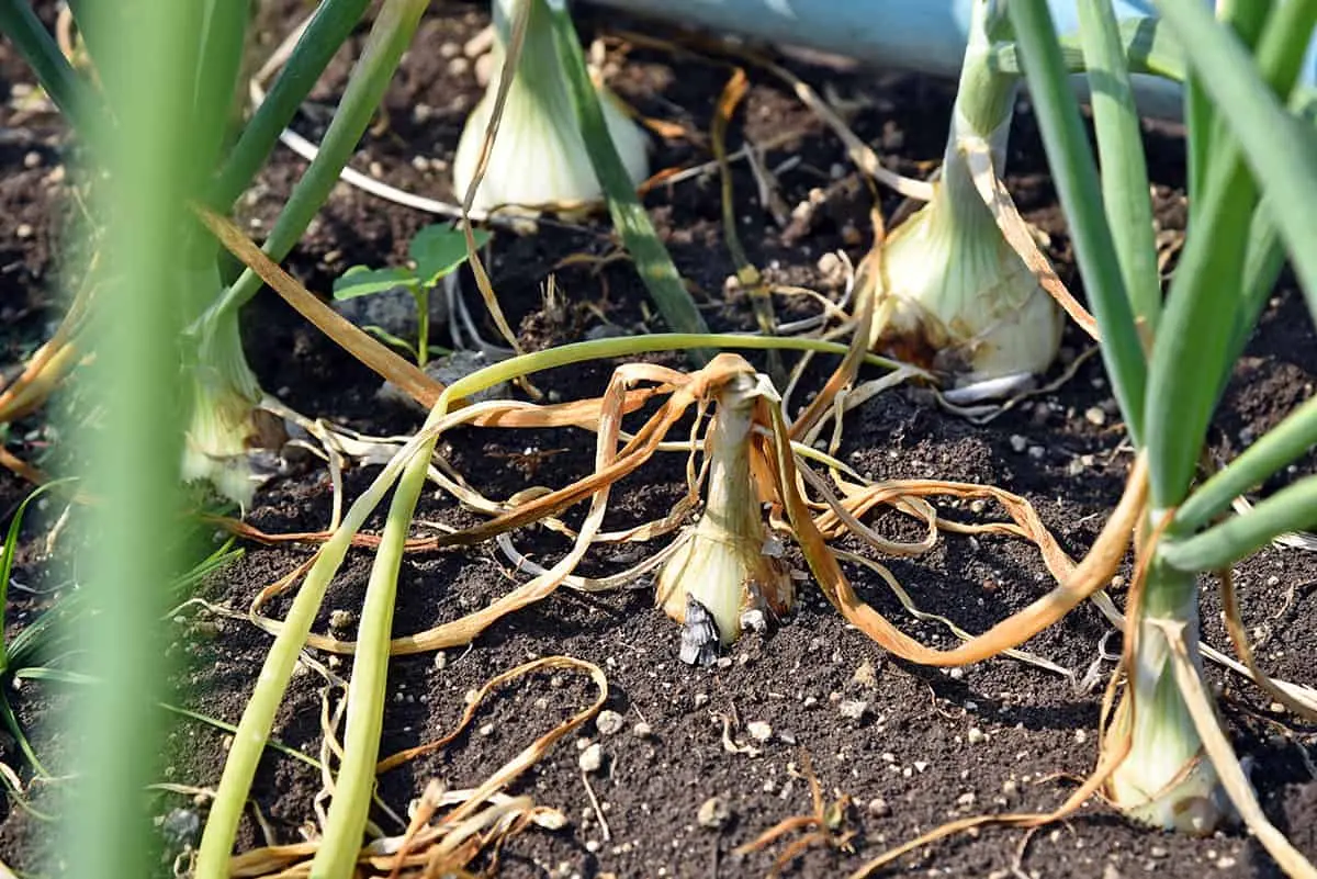 Onion pests and their control: useful tips for crop treatment