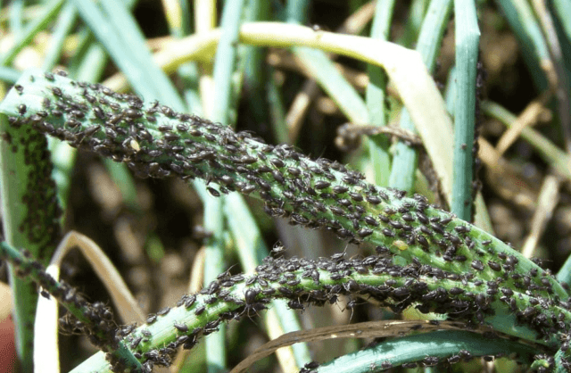 Onion pests: photo, description and treatment