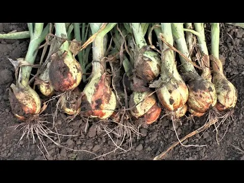 Onion pests: photo, description and treatment