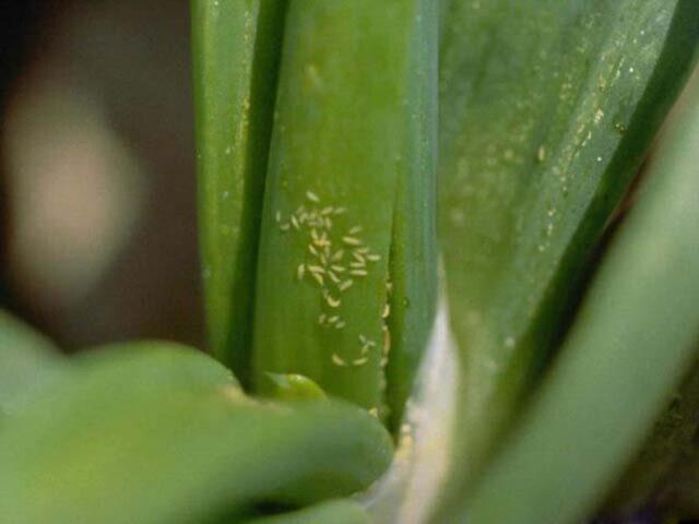 Onion pests: photo, description and treatment