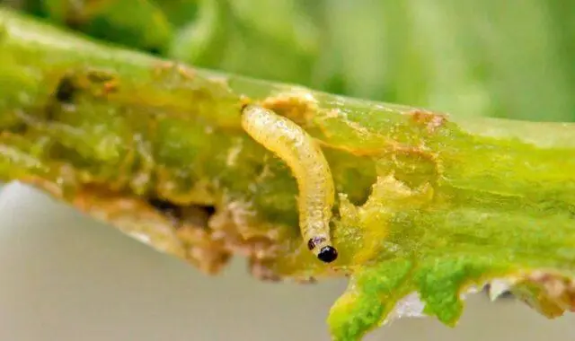 Onion pests: photo, description and treatment