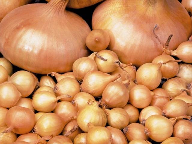 Onion preparation before planting