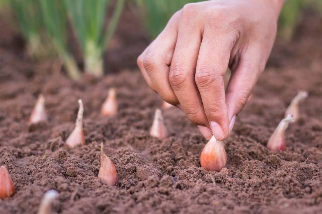 Onion preparation before planting