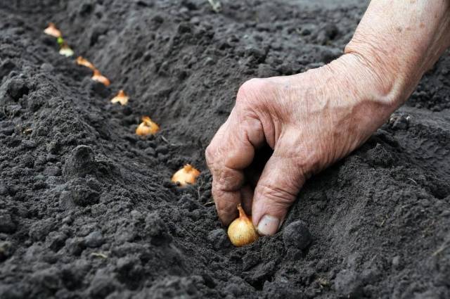 Onion preparation before planting