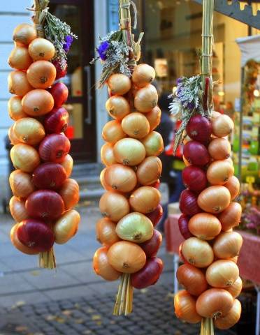 Onion preparation before planting