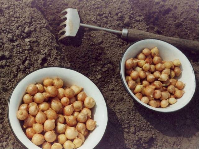 Onion preparation before planting