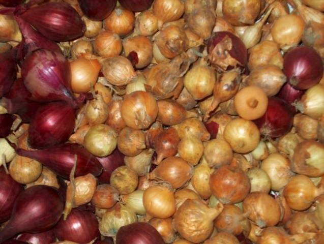 Onion preparation before planting