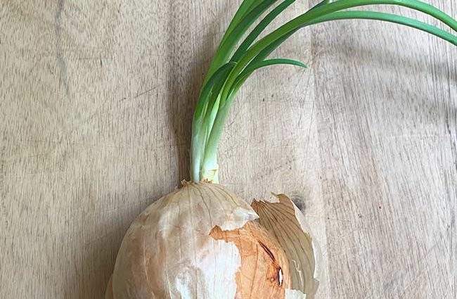 Onion preparation before planting