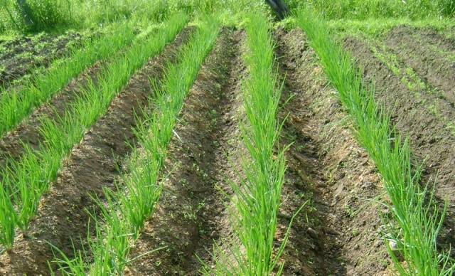 Onion preparation before planting