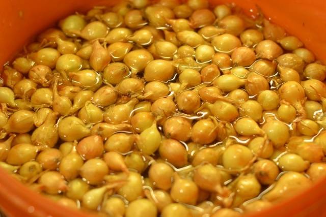 Onion preparation before planting