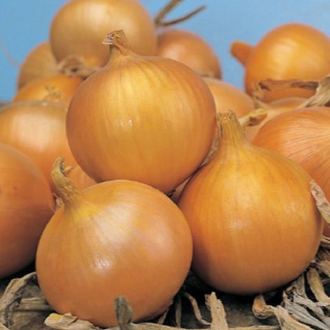 Onion Senshui: variety description + reviews