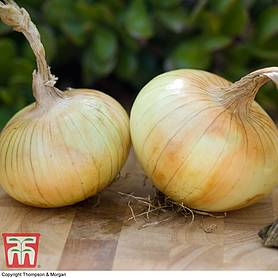 Onion Senshui: variety description + reviews